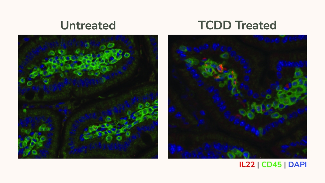microscopic image with one on left saying untreated and one right saying TCDD treated. They are lit up bright green and some blue and a little red on the right