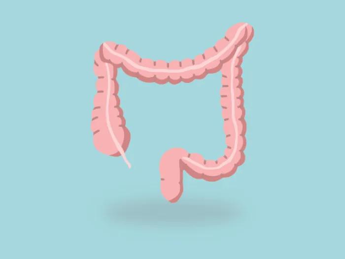 Large Intestine