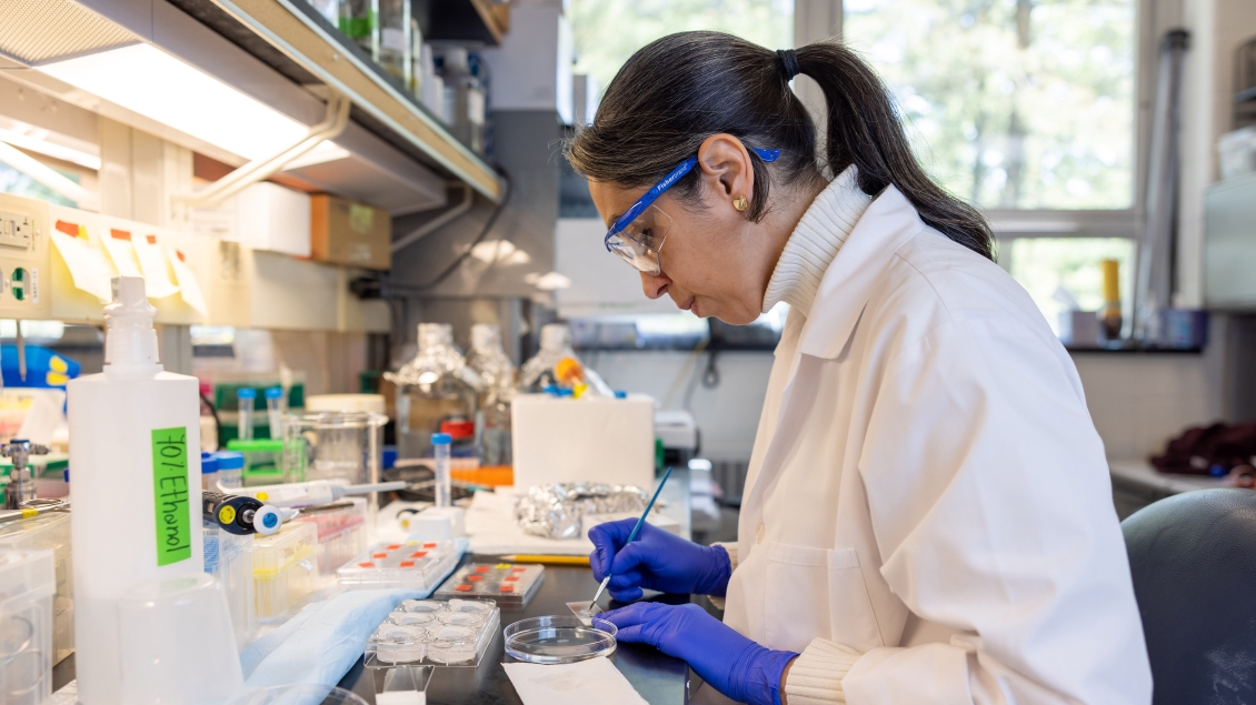 Person wearing a lab coat and sitting at a lab bench working with a specimen on a microscope slide and petri dish