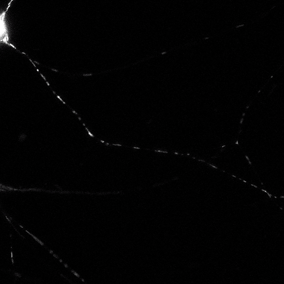 scientific motion graphic