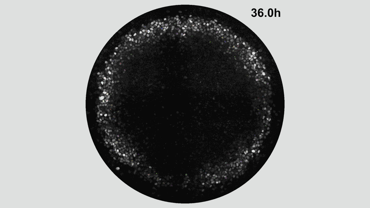 black circle with sparkle looking dots moving