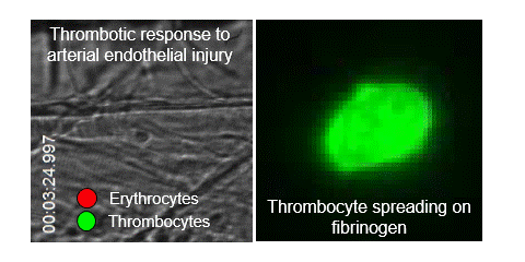Thrombotic response to arterial endothelial injury and thrombocyte spreading on fibrinogen