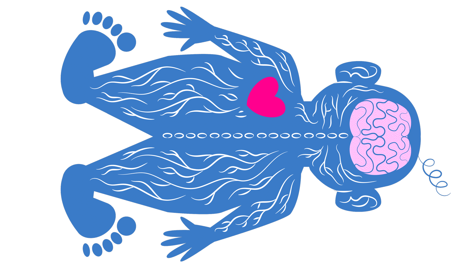 heart beating in young child drawn in blue with red heart and pink brain 