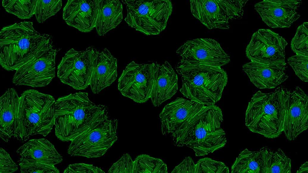 stem cells