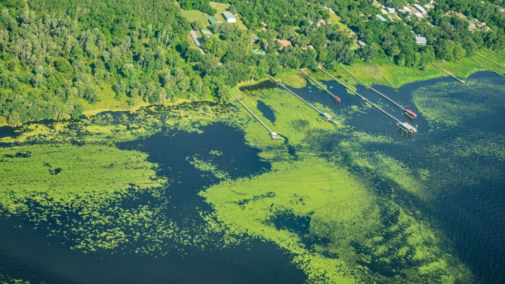 algae green spread all over lake by forest edge from high view