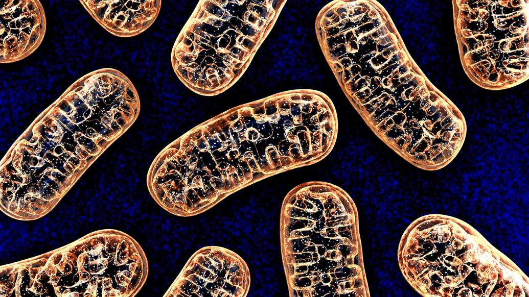 3D illustration of mitochondria