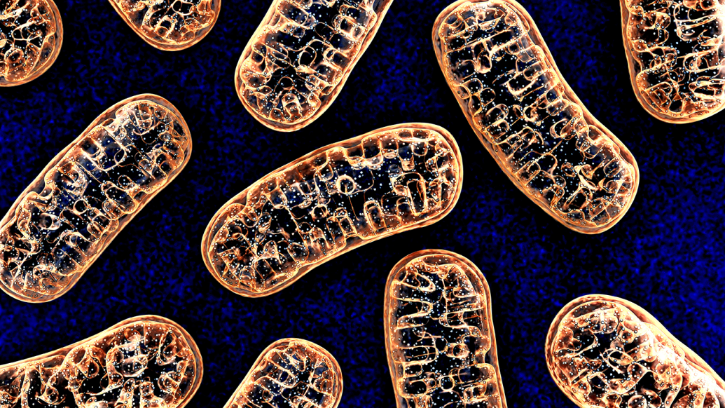 3D illustration of mitochondria