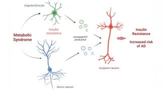 Metabolic syndrome induces insulin resistance in both neurons and oligodendrocytes. EVs secreted from these cells are taken up by nearby neurons, which further induces insulin resistance in recipient cells and increases risk of AD.