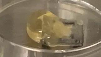 brain organoid grown in a lab