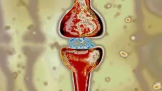 neurotransmitters moving between nerve synapses