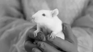 Person with gloves on holding a rat
