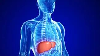 Liver in illustration of human with skeleton