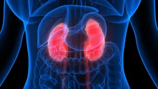 Kidneys