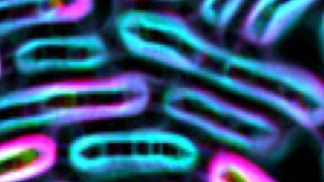 graphical representation of cells
