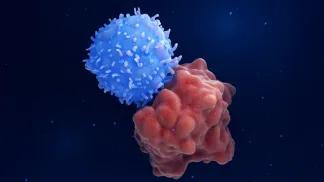 Illustration of engineered receptors on the surface of a T cell binding specifically to molecules on a leukemia cell. Getty Images