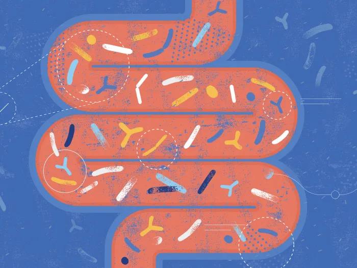 gut intestines graphic picture pink blue 