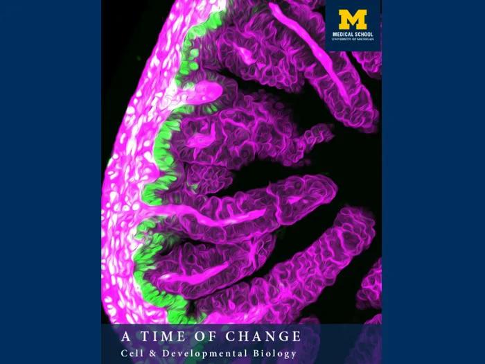 cover of CDB's 2021 annual report