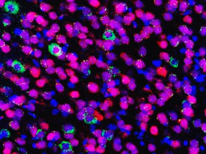 cells floating pink purple green