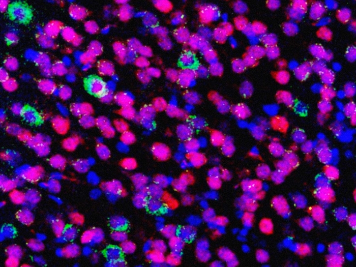 cells floating pink purple green
