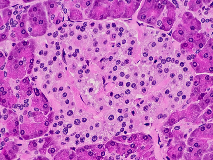 purple cells floating up close