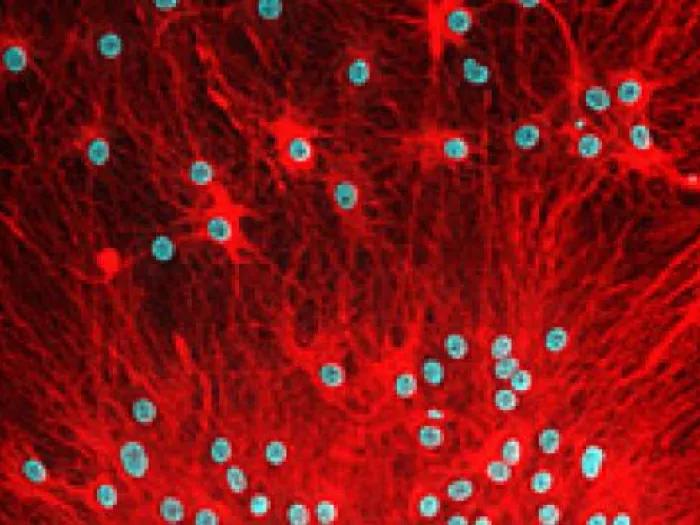 schwanncells