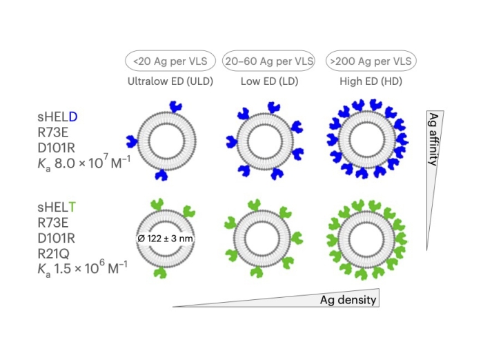 Schematic of the library of liposomes engineered to display virus-like antigens