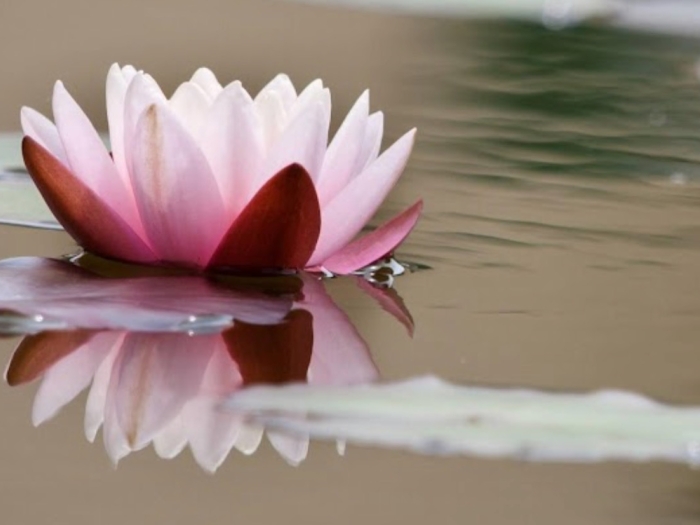 Water Lily Flowering on a pond