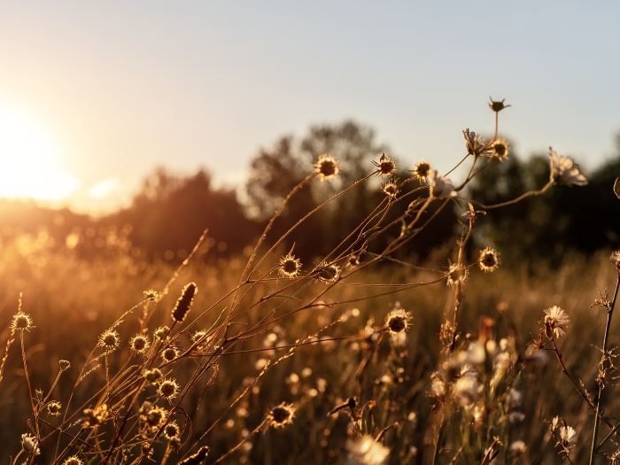 field of wheat at sunset 