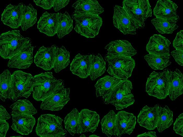 stem cells