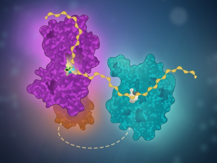 A minimal complex of KHNYN and zinc-finger antiviral protein binds and degrades single-stranded RNA bioart