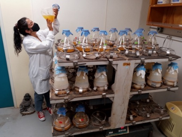Dulce Guillèn Matus in lab