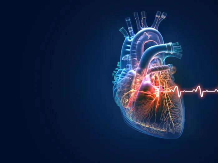 Three-dimensional rendering of a human heart on a dark blue background
