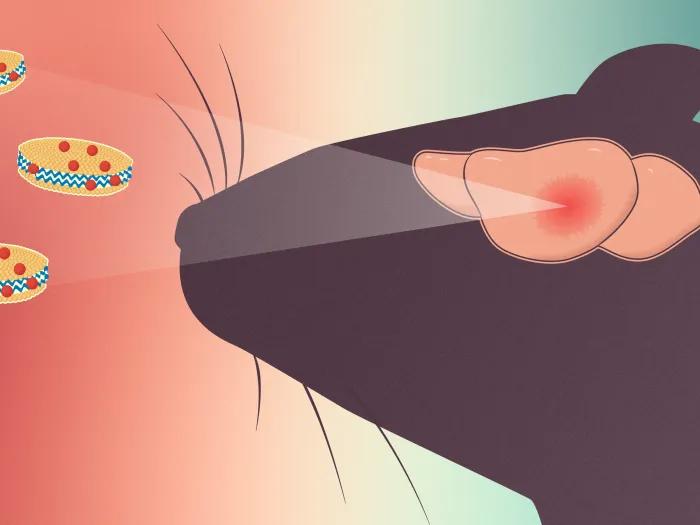 mouse seeing three cookies with red dots out of brain