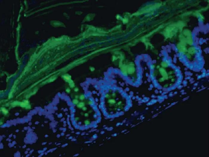 A fluorescence micrograph of mouse colon