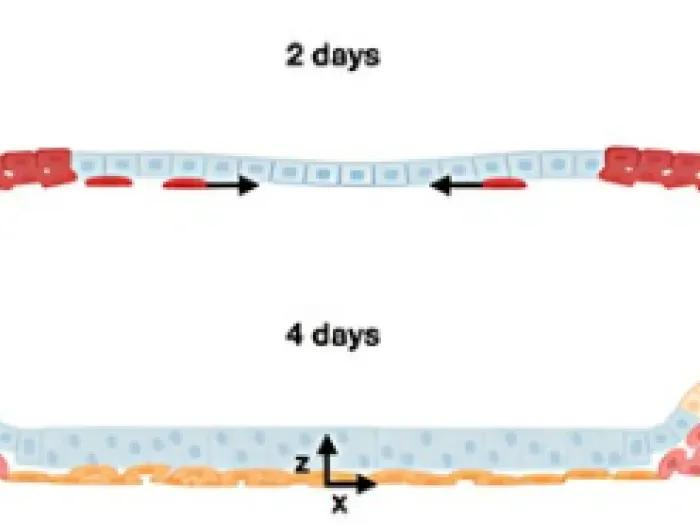 image from article