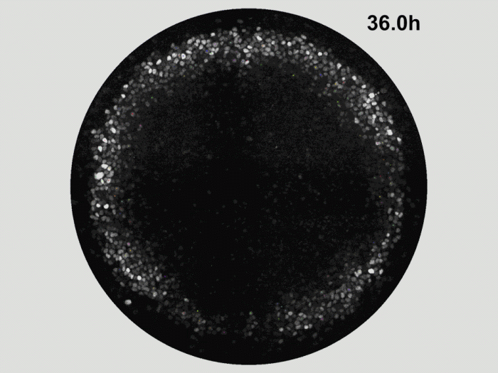 black circle with sparkle looking dots moving
