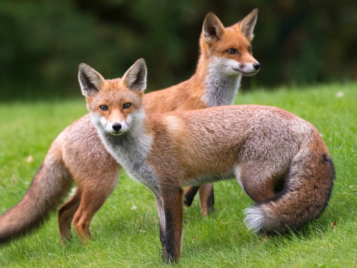 two foxes on grass 