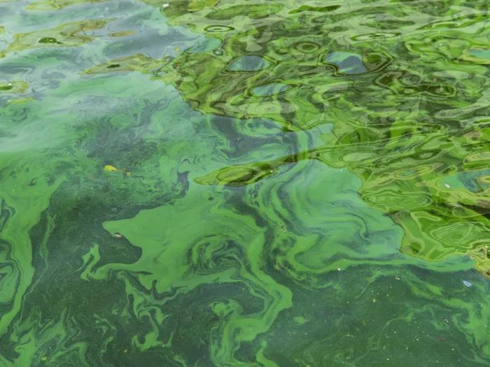 a harmful green algal bloom in a body of water