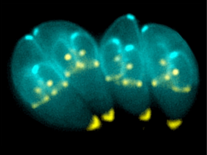 toxoplasma gondii