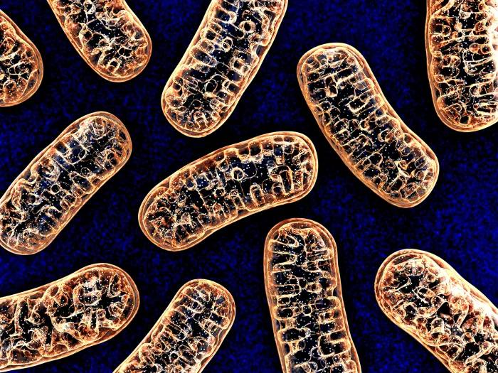 3D illustration of mitochondria