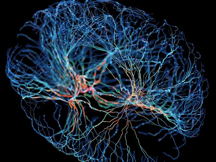Neurons Lit up in shape of brain