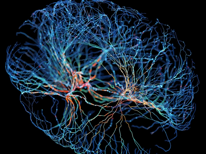 Neurons Lit up in shape of brain