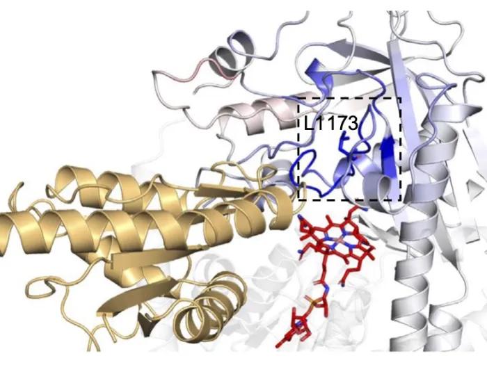 structural model of a protein complex