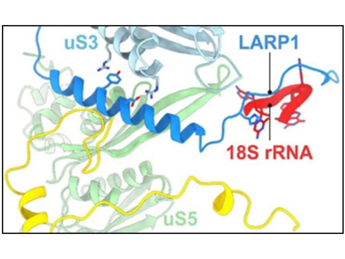 structure showing an interaction between RNA and protein