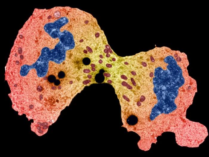 cell microscopic level looks like dividing and pink yellow blue black background