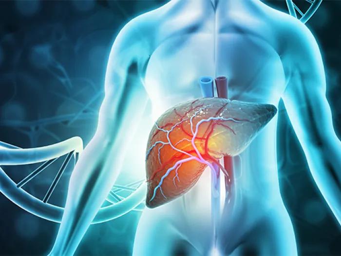 liver