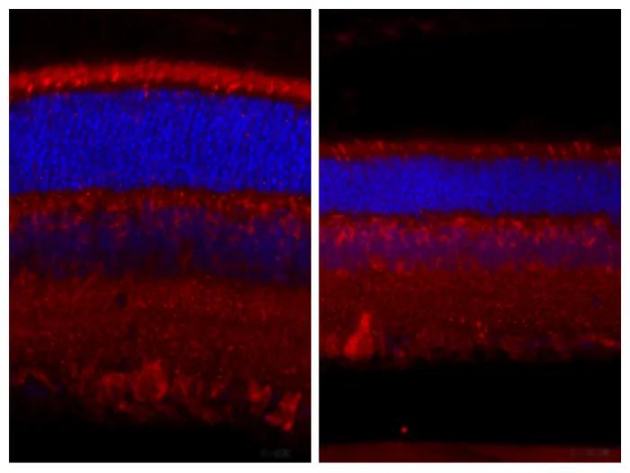 close up image side by side red and blue