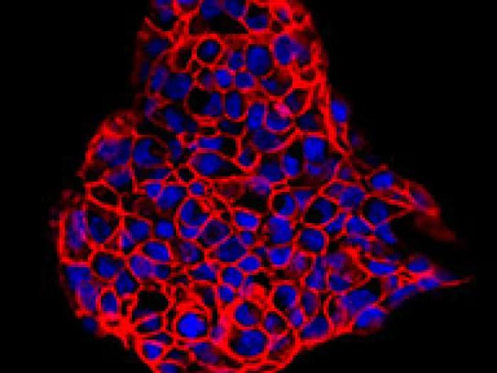 Red and blue colored 3D cancer cell on black background