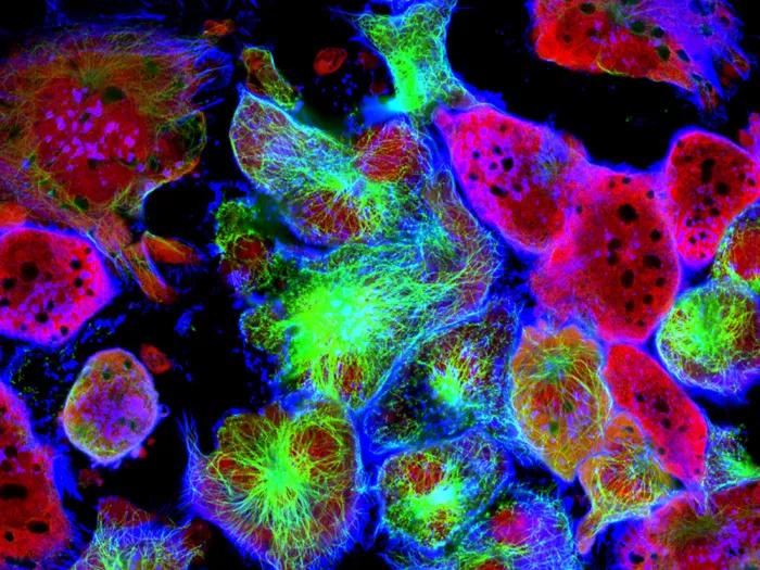 Microscopic cells stained with multiple colors