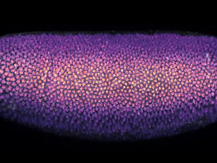 Embroyo of fruit fly